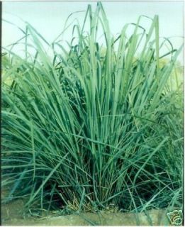 100+ Seeds ☼ Lemongrass Herb Plant ☼ Cymbopogon