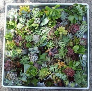succulents in Plants