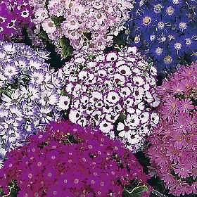 Cineraria Dwarf Masterpiece Mix Seed Bright Colours Annual Shade 