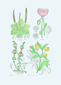 1900 Print   Color Medicinal Plants incl Poppy
