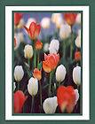 TULIP GARDEN Note Cards WHITE TULIPS by JANET SPIZAWKA Card is 