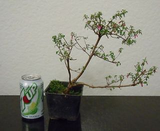 Miniature fuschia for blooming shohin mame bonsai tree tiny leaves
