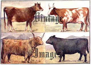 Cattle Jersey Highland Ayrshire Aberdeen Angus 142 Vintage Image 