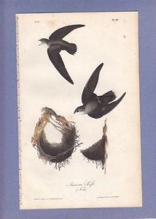 Audubon Birds Of America Hand Colored 1st Ed Print 1840 AMERICAN 