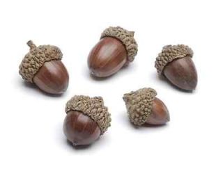   for Fall Wedding Accents   25 Acorns   Perfect Fall Decorations