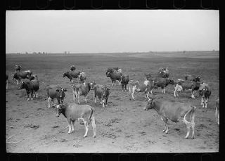 Guernsey cows,dairy farm,Dakota County,Minneso​ta