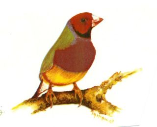 Red Headed Gouldian Finch Bird Select A Size Ceramic Waterslide Decals