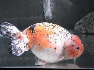 Live Fancy Ryukin Goldfish Red & White, Calico, Red