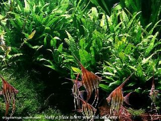 Java Fern   Live Tropical Aquatic Fish Plant Moss SD