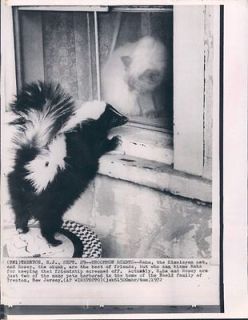 1972 Rosey Skunk, Raha Himalayan Cat, Neeld Home in Trenton NJ Wire 
