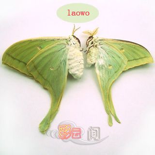 PAIR GREEN unmounted butterfly / moth Actias selene A1
