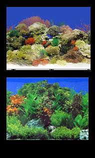   24 Freshwater Planted Garden/Caribbean Coral Reef Aquarium Background