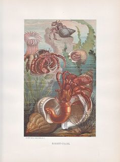 HERMIT CRABS CRUSTACEANS OCEAN LIFE COLOR ANTIQUE PRINT 1885