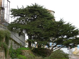 Monterey Cypress, Cupressus macrocarpa, Tree Seeds (Evergreen, Bonsai)