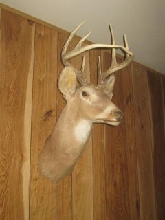 Point Whitetail Deer Head Mount Taxidermy Antlers