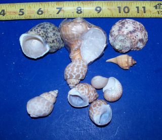   Hermit Crab Seashells shell Turbo Craft FISH TANK WEDDINGS ITEM # 1029