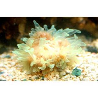 Home Fish Corals & Invertebrates Bubble Anemone
