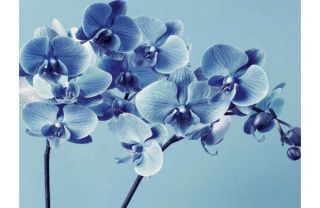 Blue Orchid Canvas. from Homebase.co.uk 