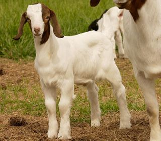 Livestock Care   Hoof Care for Goats  Tractor Supply Company