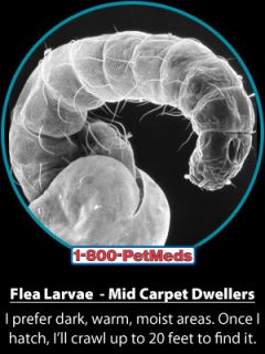 Fleas Eggs live deep in the base of your carpet
