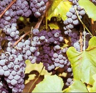 10) WHOLESALE! Seedless type Grape Vines (Start Your Own Business 