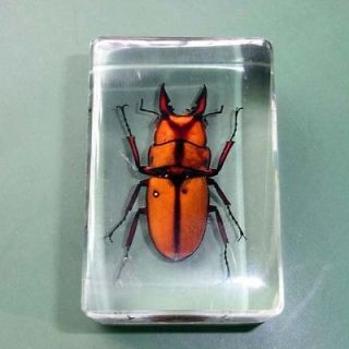 Real Insect Specimen Collection Insect Amber Beetle
