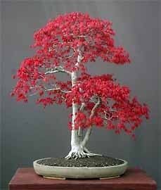 Japanese Red Maple Acer palmatum atropurpureum 30 Seed
