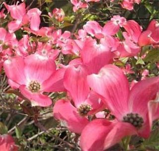pink flowering dogwood cornus florida rubra seed from australia time