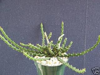 Euphorbia petricola @ rare africa succulent hangin cacti african plant 