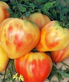 Orange Russian 117 Oxheart Tomato Plant Seeds   BEAUTIFUL Rare Organic 
