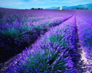 16 oz lavender 100 % pure essential oil 