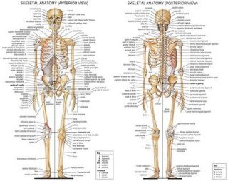 02 skeletal system anatomical chart 30 x24 poster time left