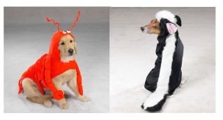 Lobster and Skunk Costumes for Dogs   Halloween Dog Costume   FREE 