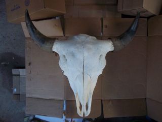 Western Bison Head Mount CARVED BUFFALO SKULL TAXIDERMY resin cabin 