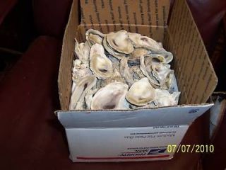 Art Size shells Oyster shells from Low Country 4 1/2 to6 inches 