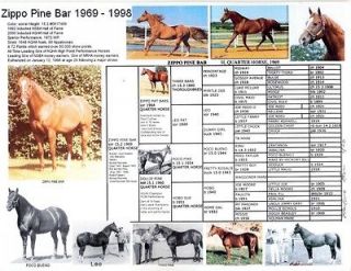 ZIPPO PINE BAR Quarter horse sire picture pedigree photo chart