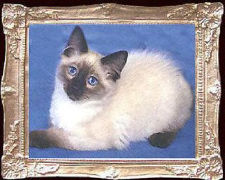 ragdoll kitten dollhouse picture framed miniature cats  12 