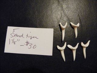 Jaws Great Lot 5 * 1 1/8 * Sandtiger SHARK Teeth Tooth white modern 