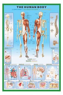Newly listed The Human Body Poster (Biology, Physiology, Anatomy)