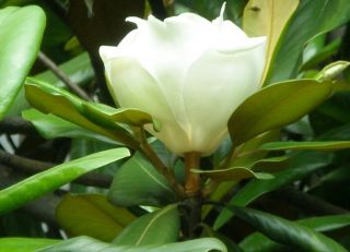 Newly listed 20 Magnolia denudata MAGNOLIA TREE SEEDS Yulan