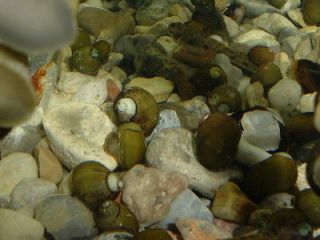 newly listed 45 olive nerite snails  left