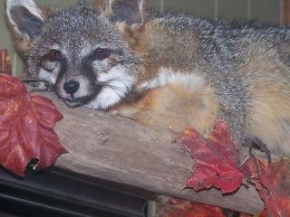 grey red fox mount taxidermy wildlife art mounted fox send