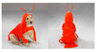   Costumes for Dogs   Animal Halloween Dog Costume   
