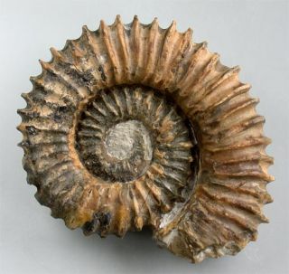 Kreide Top Ammonit Aegocrioceras Capricornu Resse 1101