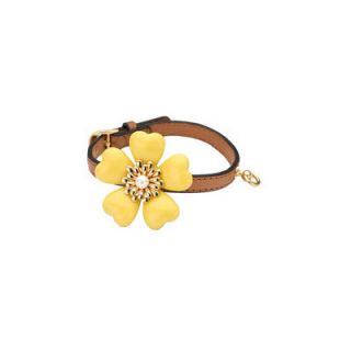   adorns a buckled collar, perfect for the four legged fashionista