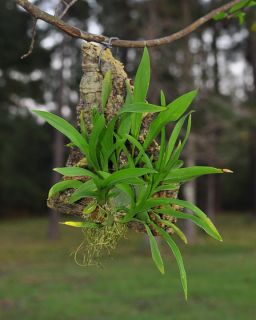 Orchid Mount Oncidium Twinkle Fragrance Fantasy 121 Fragrant Mini in 