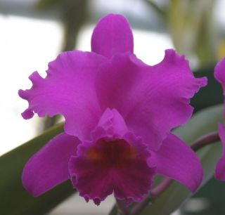 Lc. Adolph Hecker Lynn AM/AOS Cattleya Orchid