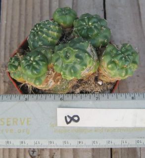 Echinocereus aguirrei Spineless Mini Cactus Huge Pink Flowers 8