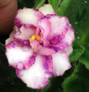 African Violet Plant Snow Jewel Small Pot