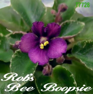 African Violet Plant Robs Bee Boopsie Starter Plant in Pot Semimini 